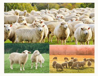 schijndel-schaapskooi schijndel-schaapskooi