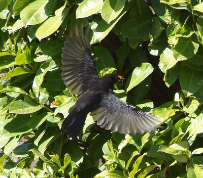 vogels-spotten vogels-spotten
