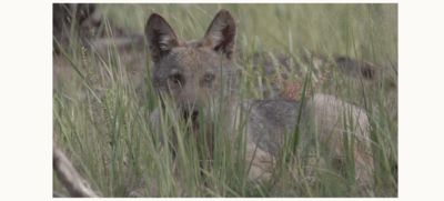 wolf-van-johan-mees wolf-van-johan-mees